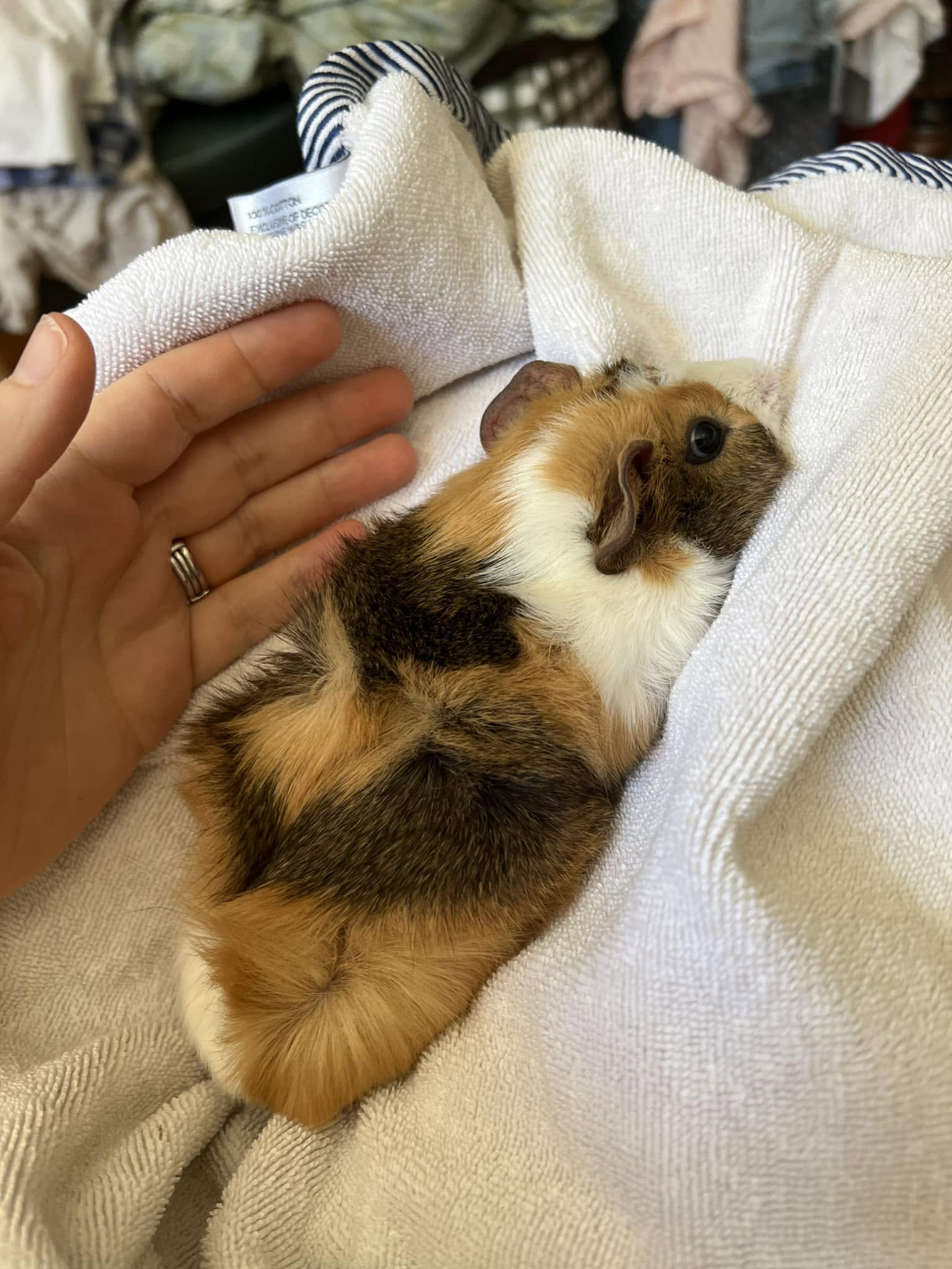 Lonely single guinea pig in UK hutch welfare concern 