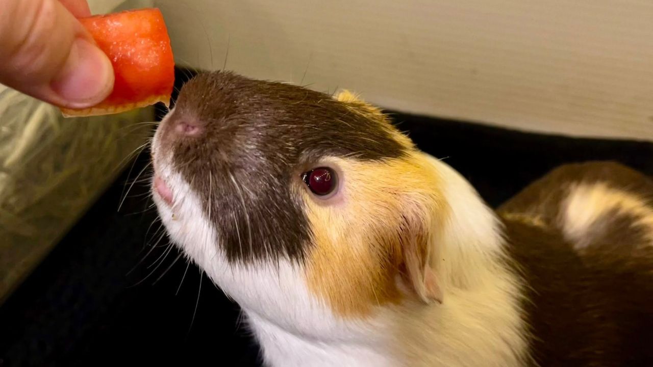 Lonely single guinea pig in UK hutch welfare concern