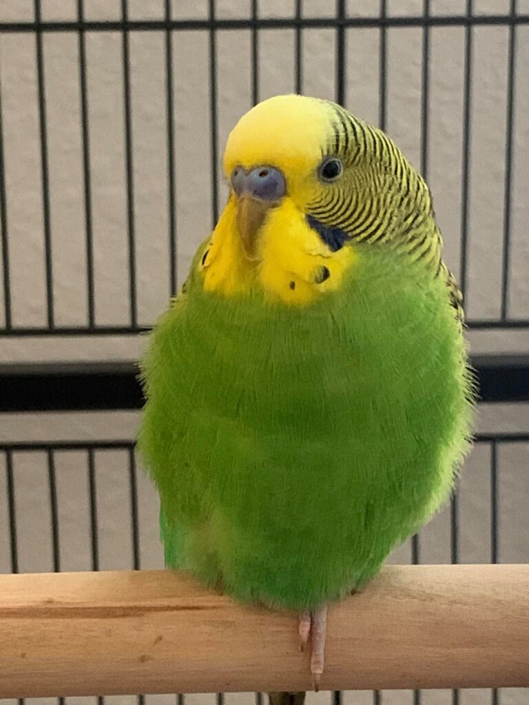 Male budgie mimicking speech talking to owner in UK home