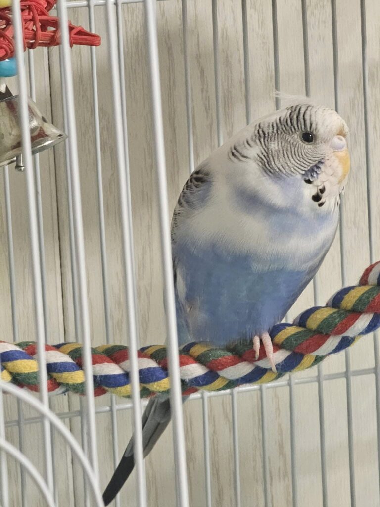 Male budgie pursuing female spring hormones UK aggressive
