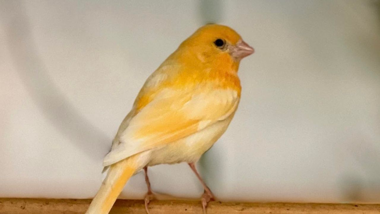 Male canary singing full song perch UK