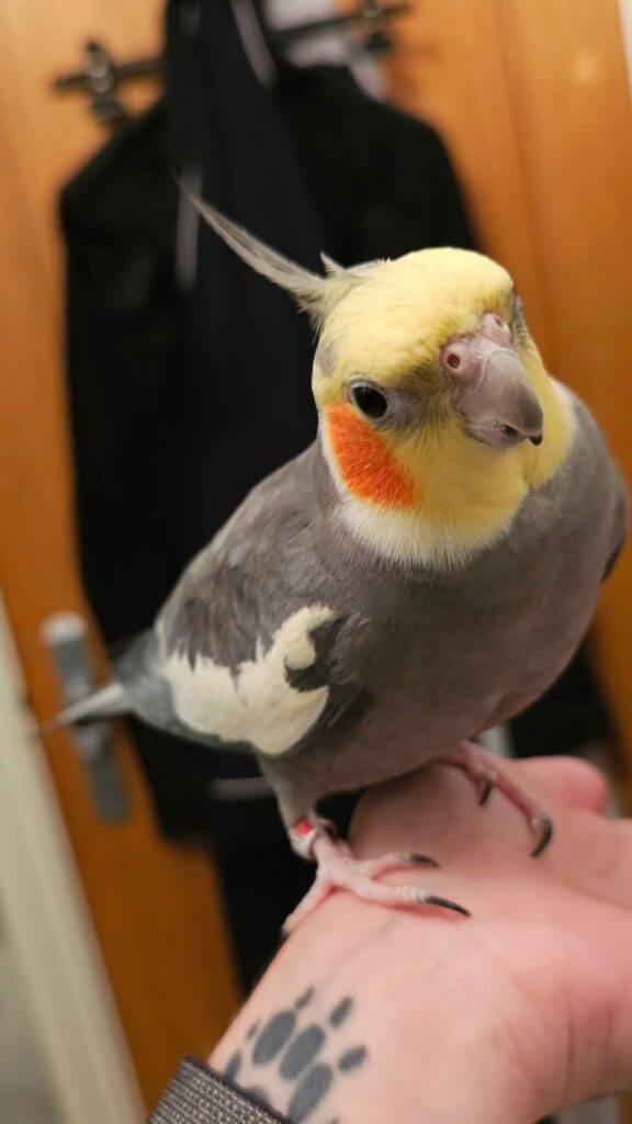 Male cockatiel erect crest hormonal spring UK