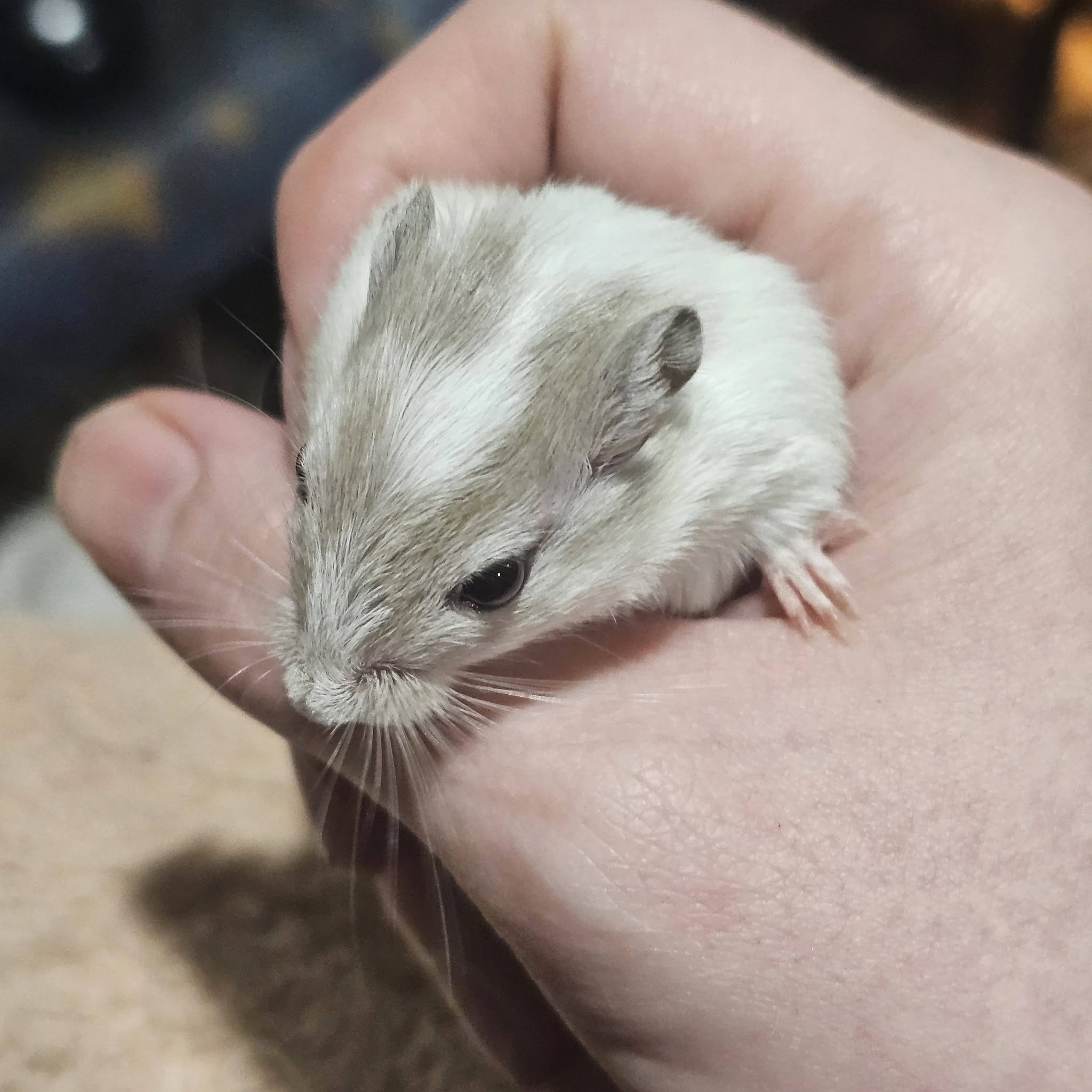 Mongolian gerbil wild lifespan UK captive comparison 