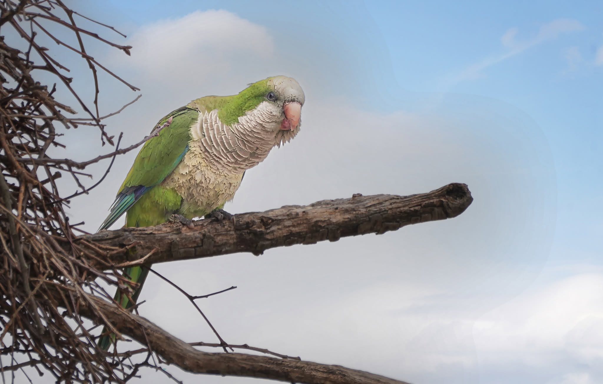 Monk parakeet feral colony Britain UK urban