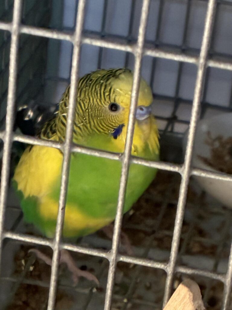 Moulting budgie pin feathers on UK cage floor natural