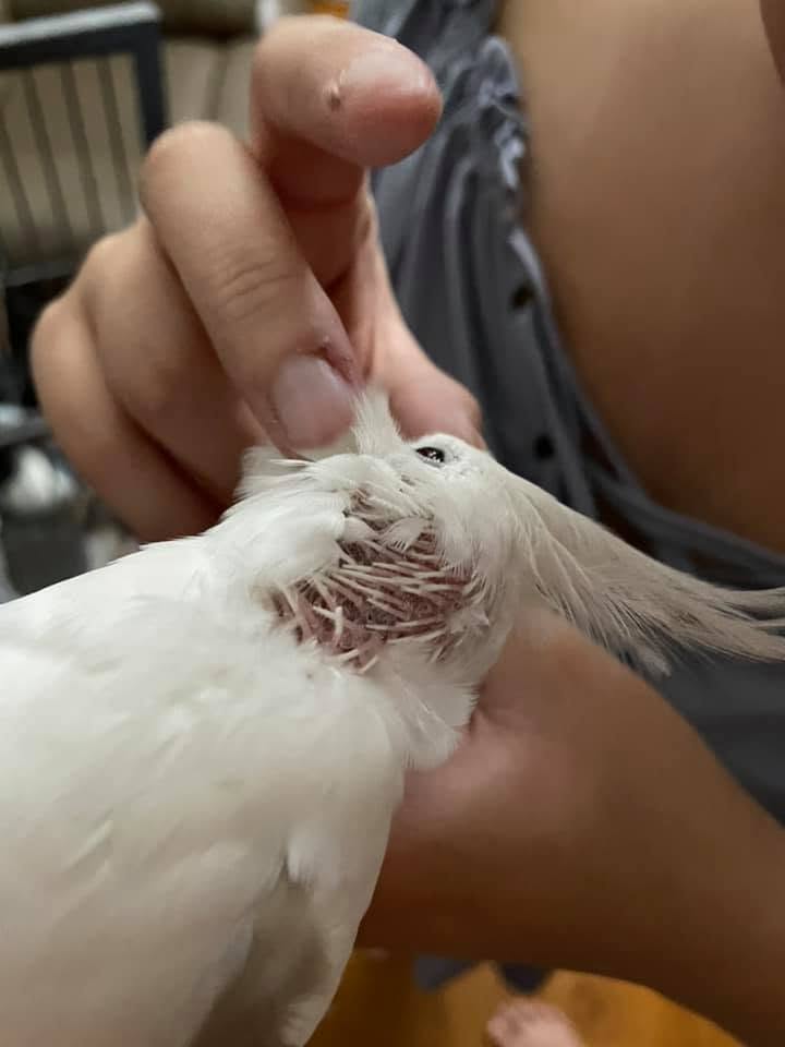 Moulting cockatiel with pin feathers UK