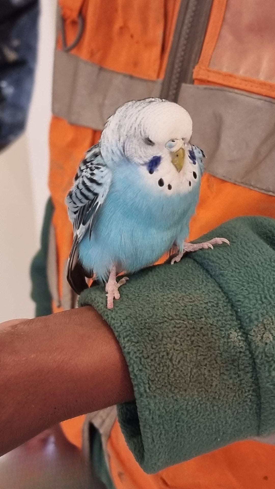 Neil Paradise Pets Swindon bird advice 