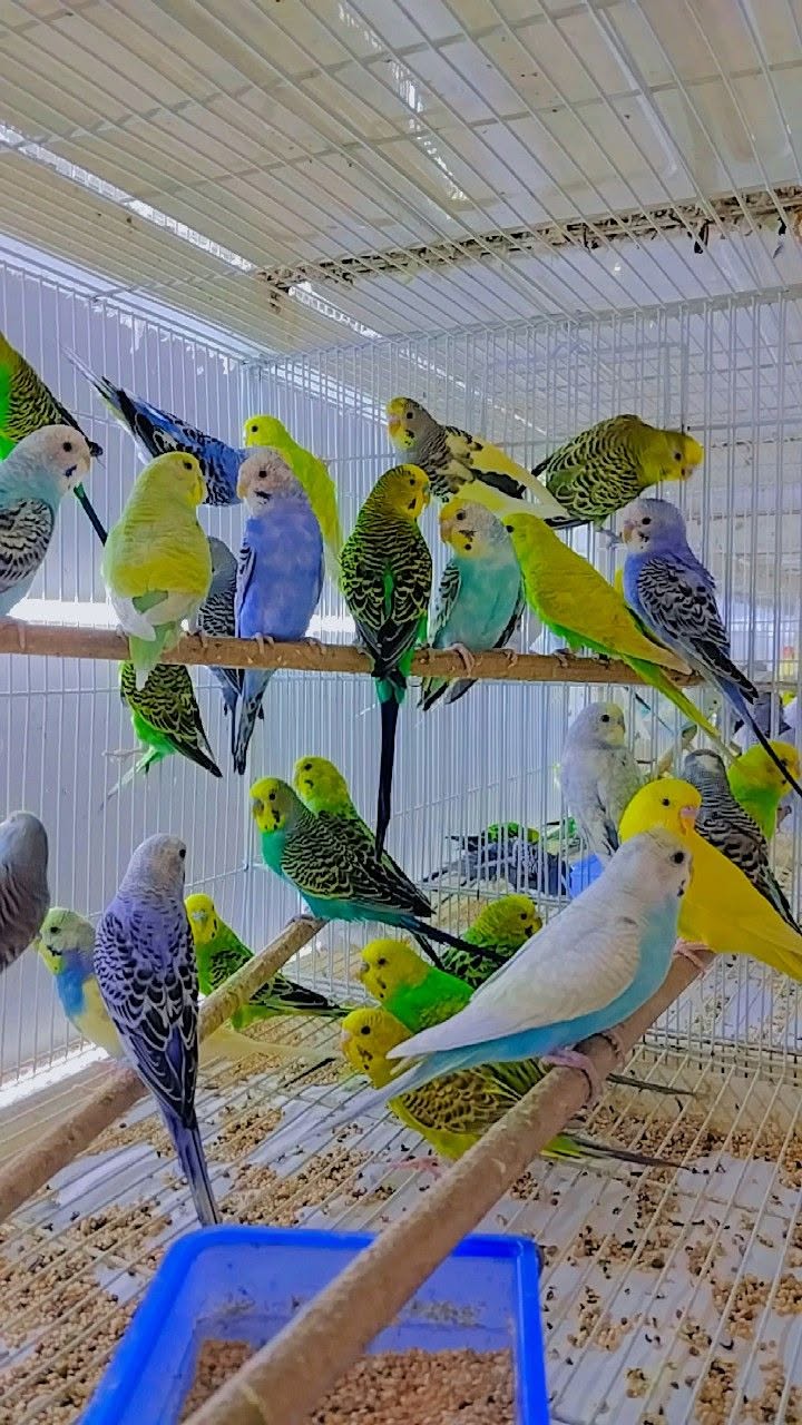 Neil Paradise Pets Swindon bird heat stress summer advice