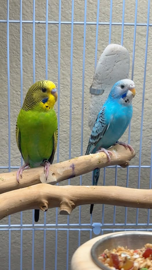 Neil Paradise Pets bird advice counter Swindon