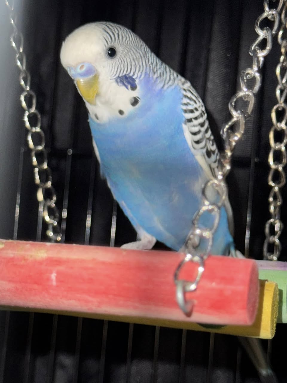 Neil Paradise Pets bird vet advice UK