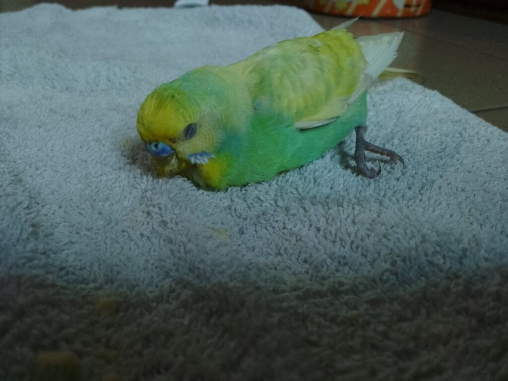 Neil advising budgie owner on bird health UK pet shop