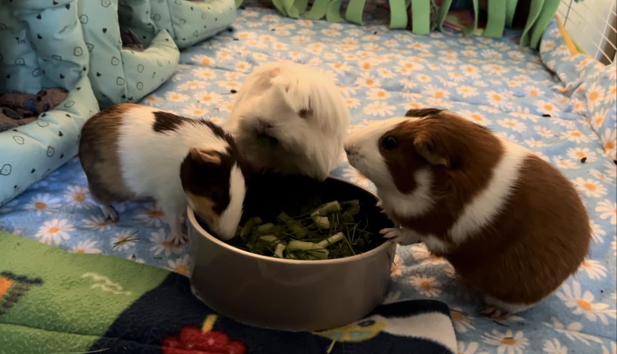 Neutered boar sow guinea pig pairing UK