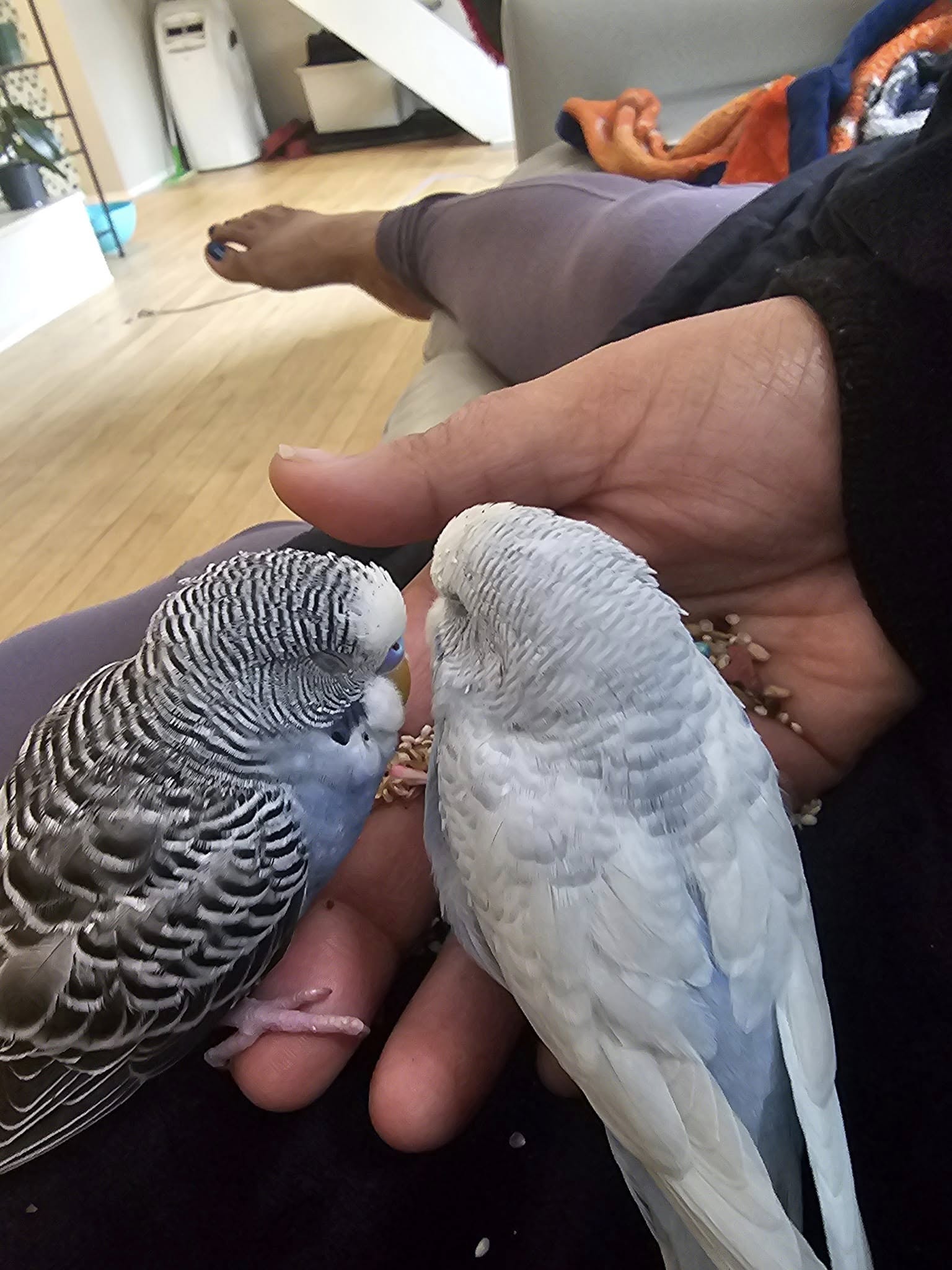 New budgie no quarantine mistake UK