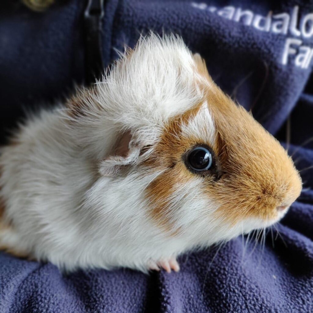 New guinea pig hiding in hutch settling into UK home