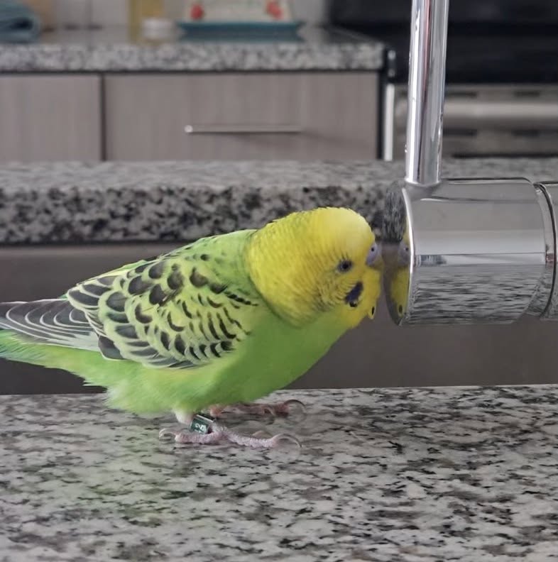 Older budgie UK summer heat vulnerable