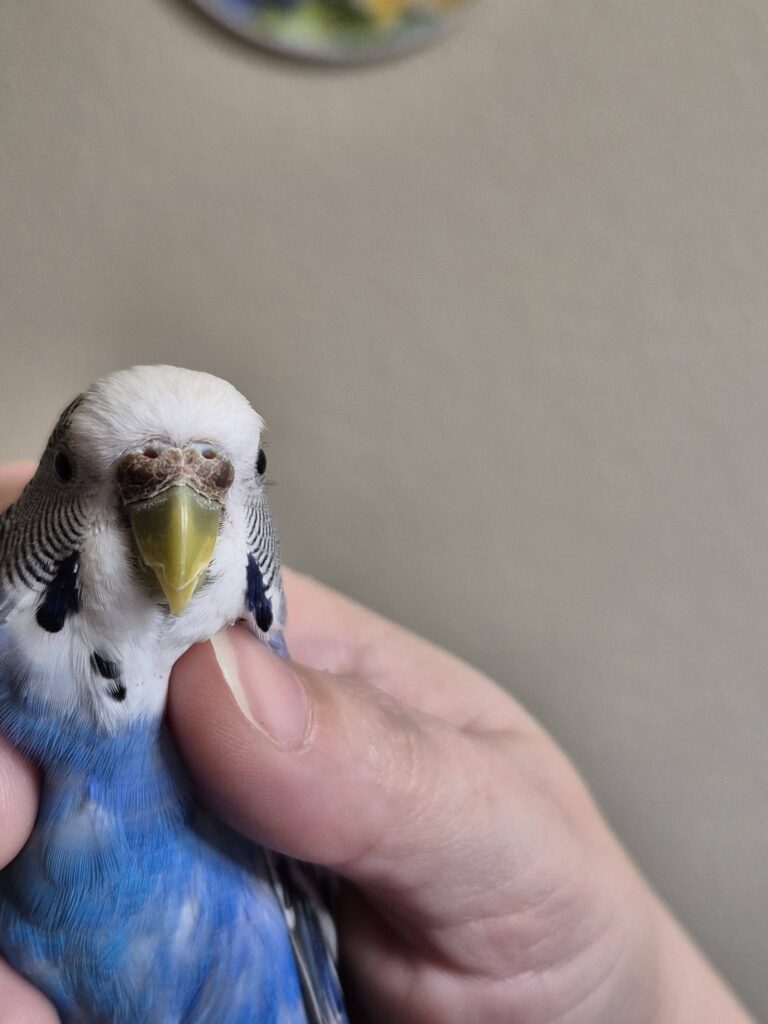 Older male budgie cere changing from blue to brown UK
