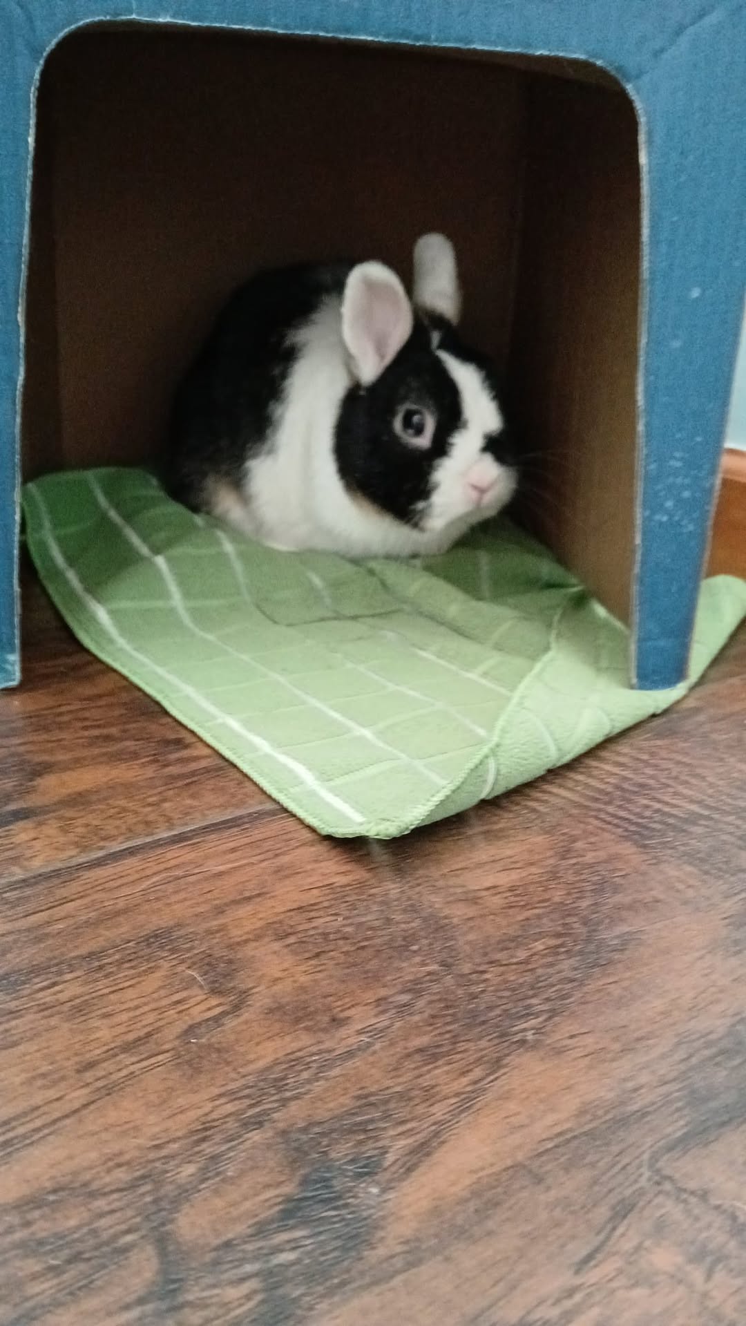 Owner cooling rabbit ears damp cloth UK