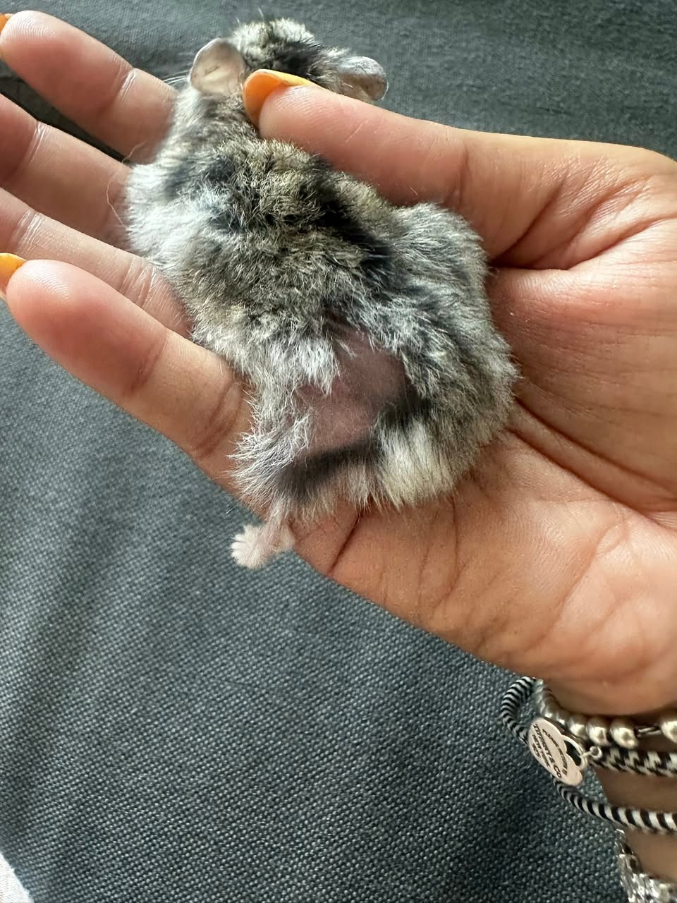 Owner examining hamster bald patch UK