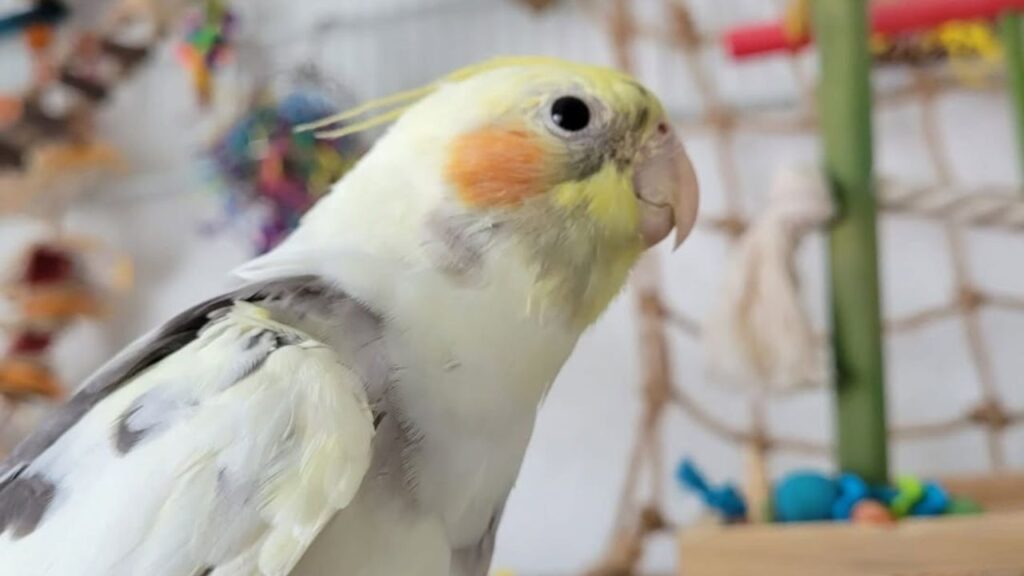 Owner interacting with cockatiel crest reading UK