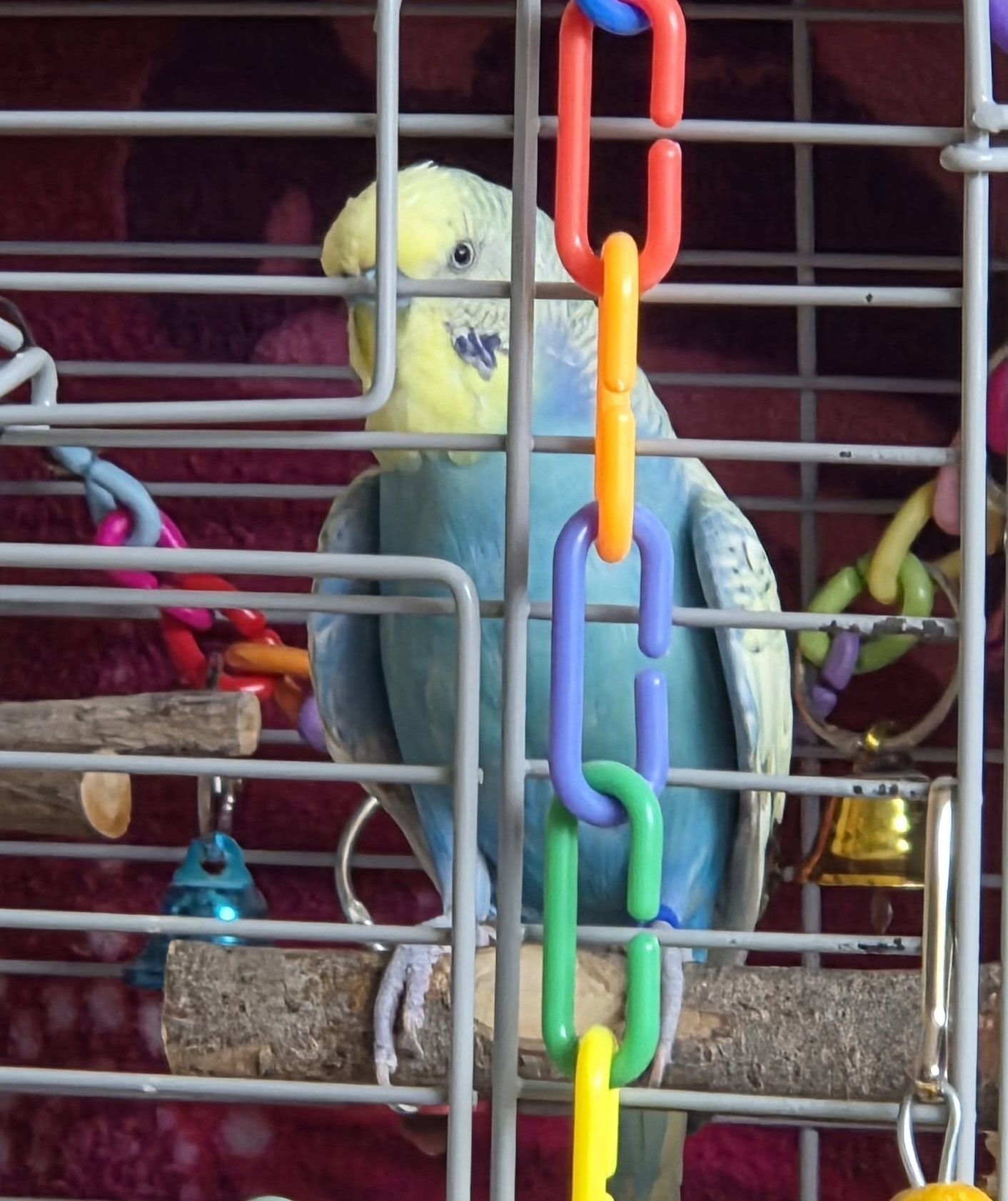 Owner misting budgie cool water spray heatwave UK 2026