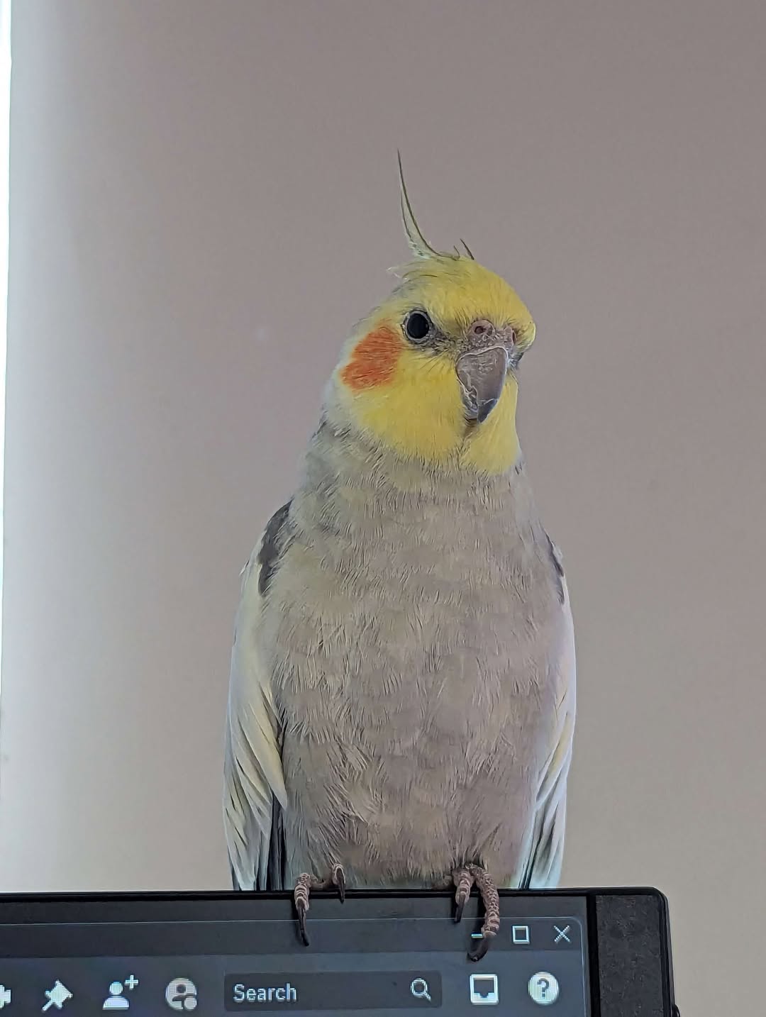 Owner misting cockatiel cool water heat stress UK