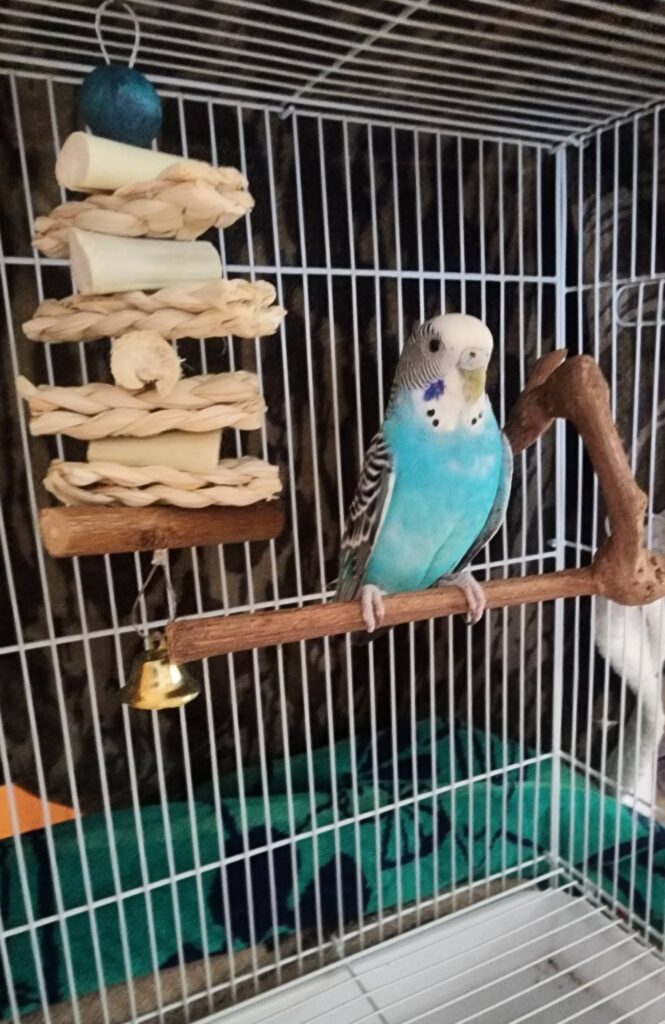 Owner offering millet to budgie cage UK