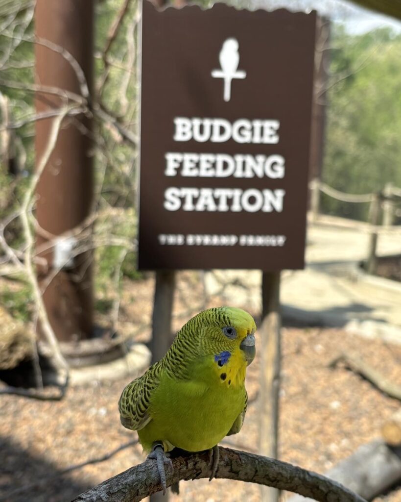  Owner preparing fresh food budgie UK 