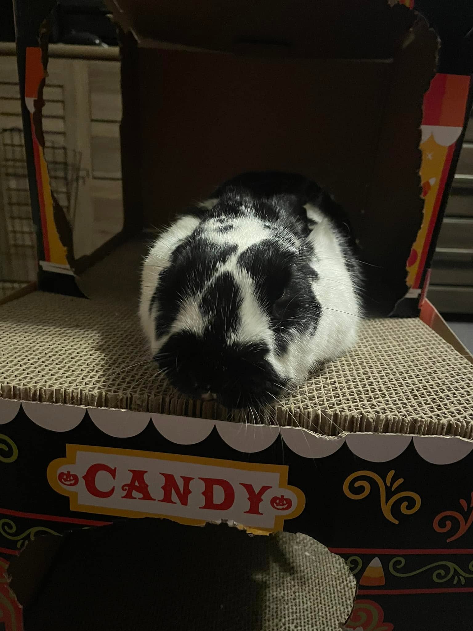 Owner sitting on floor at rabbit level building trust with pet rabbit UK