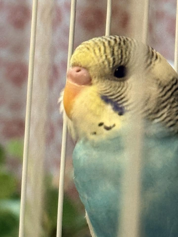 Owner talking to budgie face to face close range