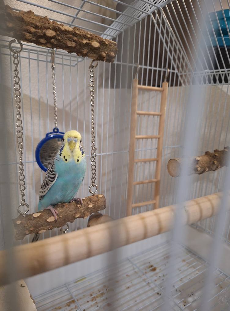 Owner washing hands before budgie handling UK