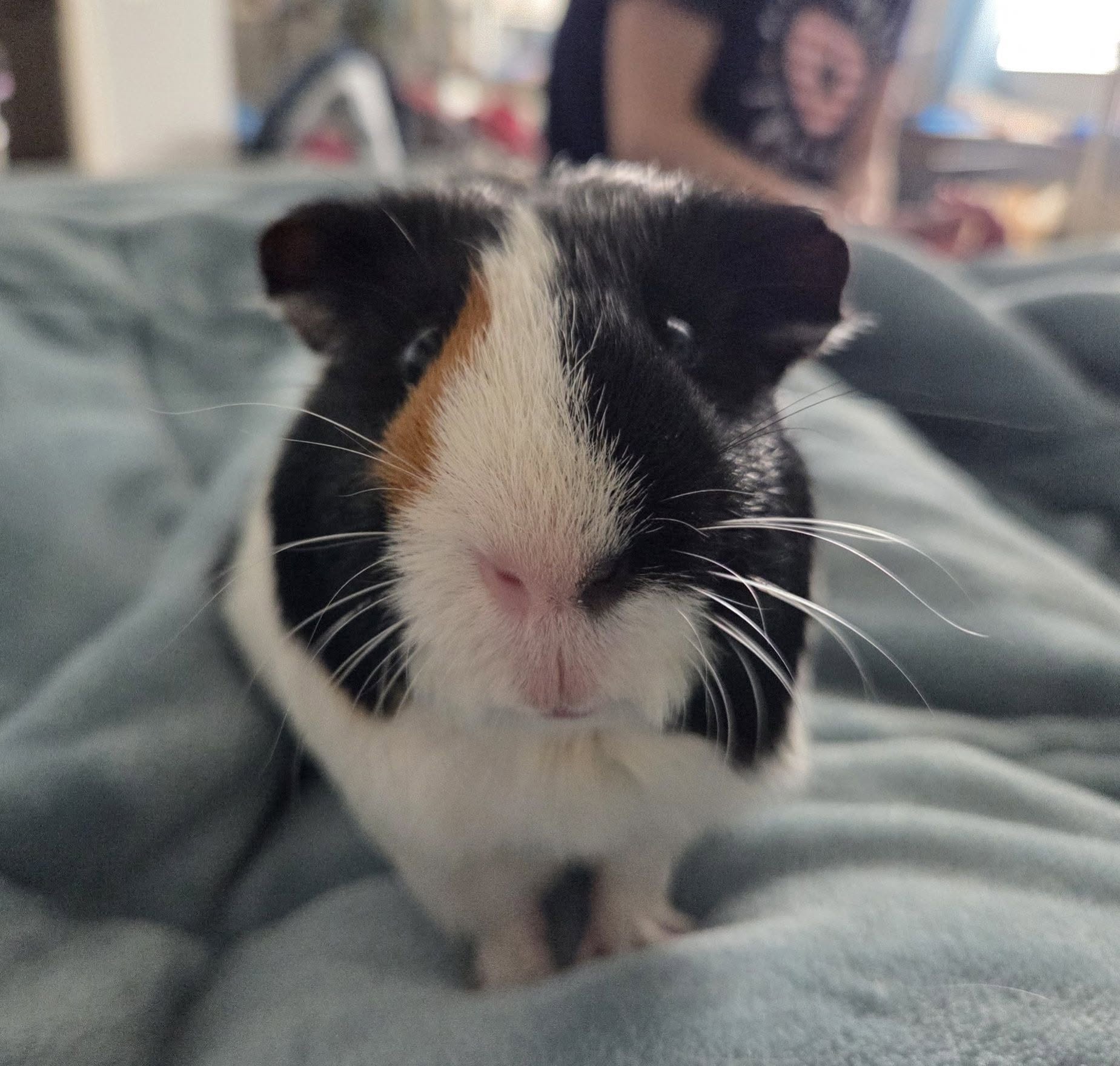 Owner weighing guinea pig on kitchen scale weekly health check UK