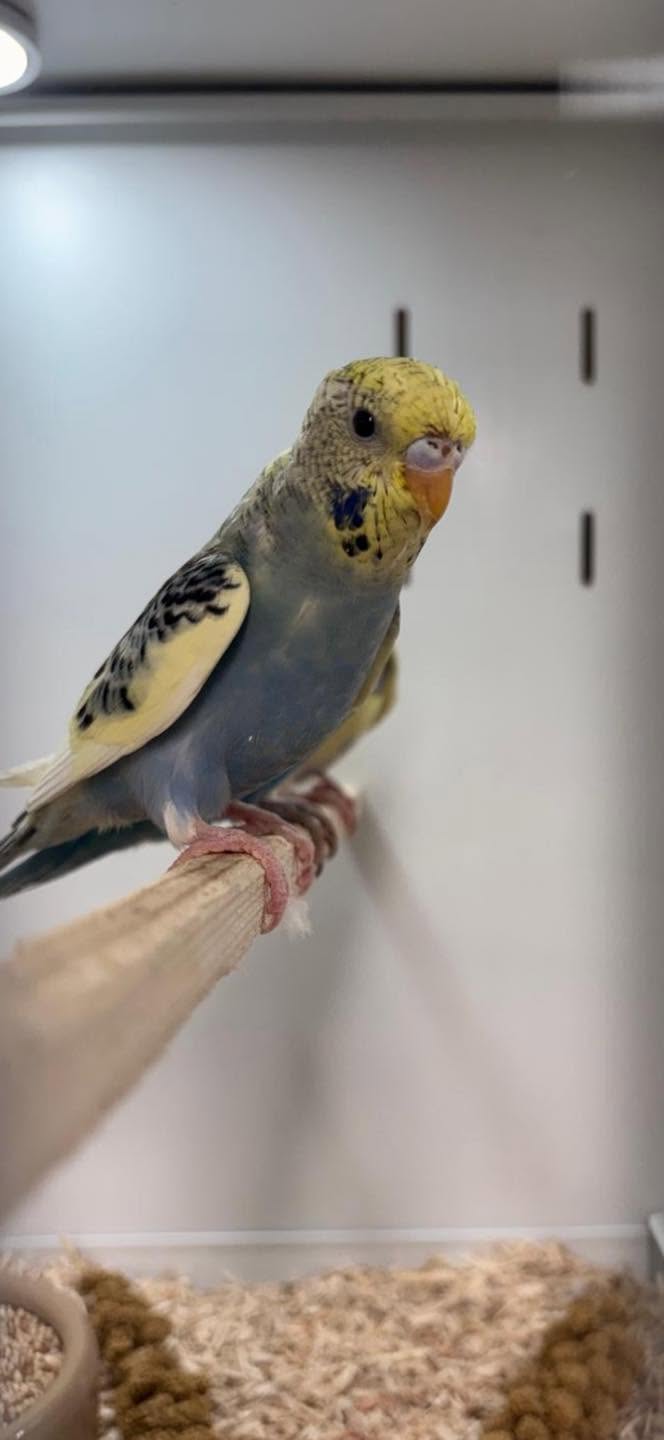 Paradise Pets Swindon bird shop Neil 