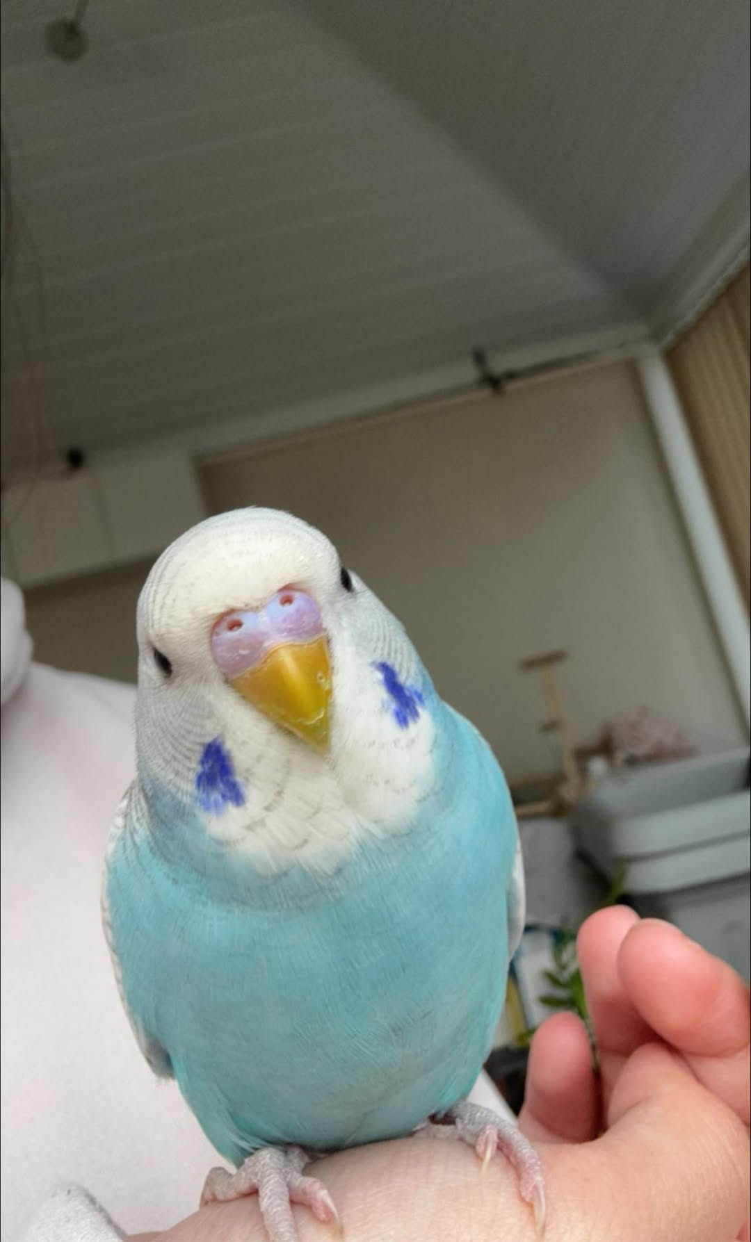 Paradise Pets animals Swindon ethical