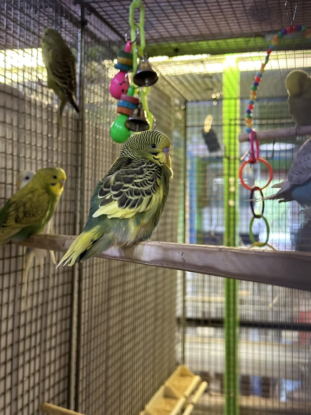 Paradise Pets shop Swindon Manor Garden Centre