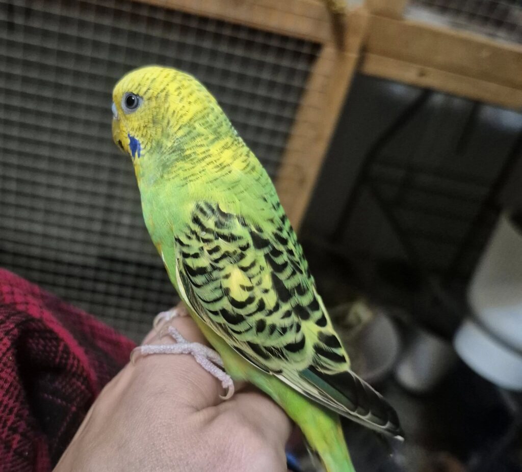 Pea-sized strawberry piece budgie portion size UK guide 