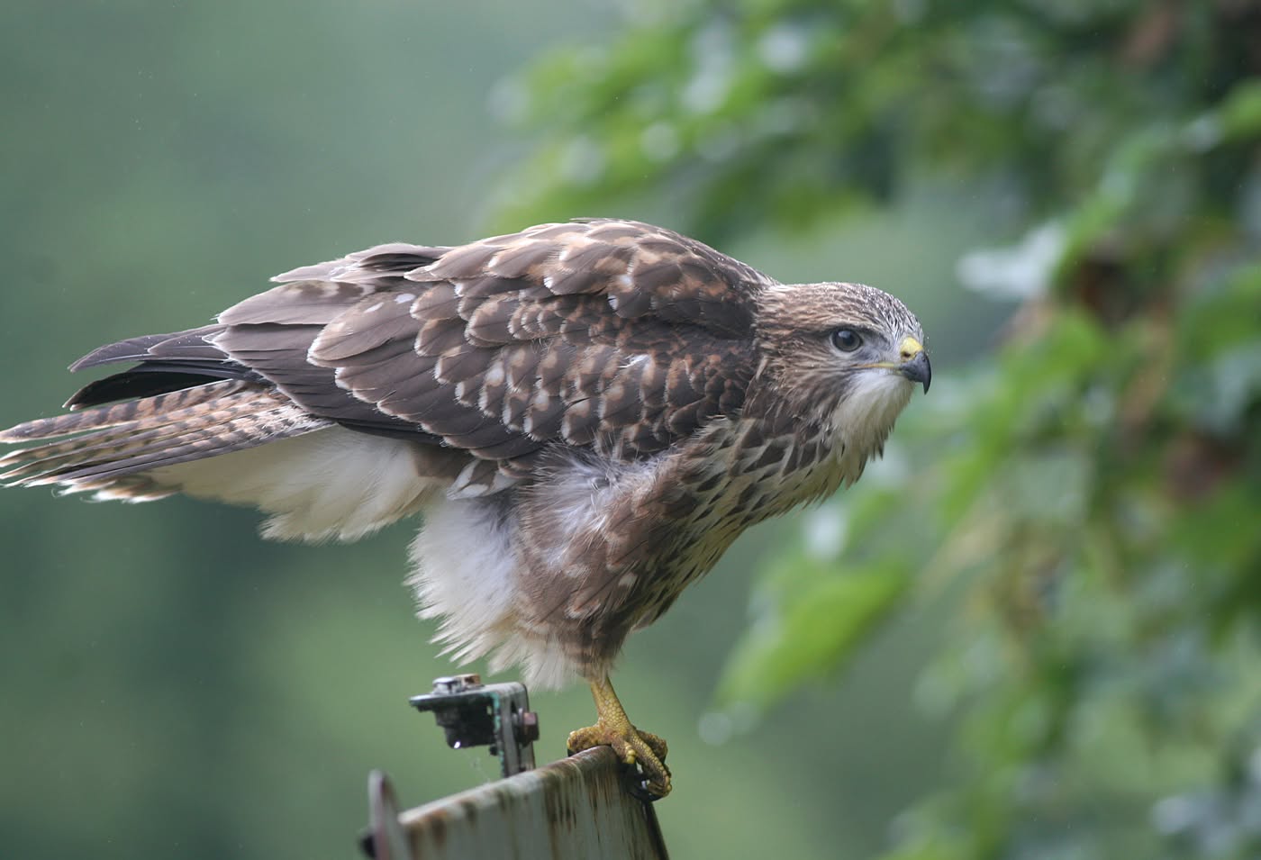 Person umbrella protection buzzard attack UK pathway