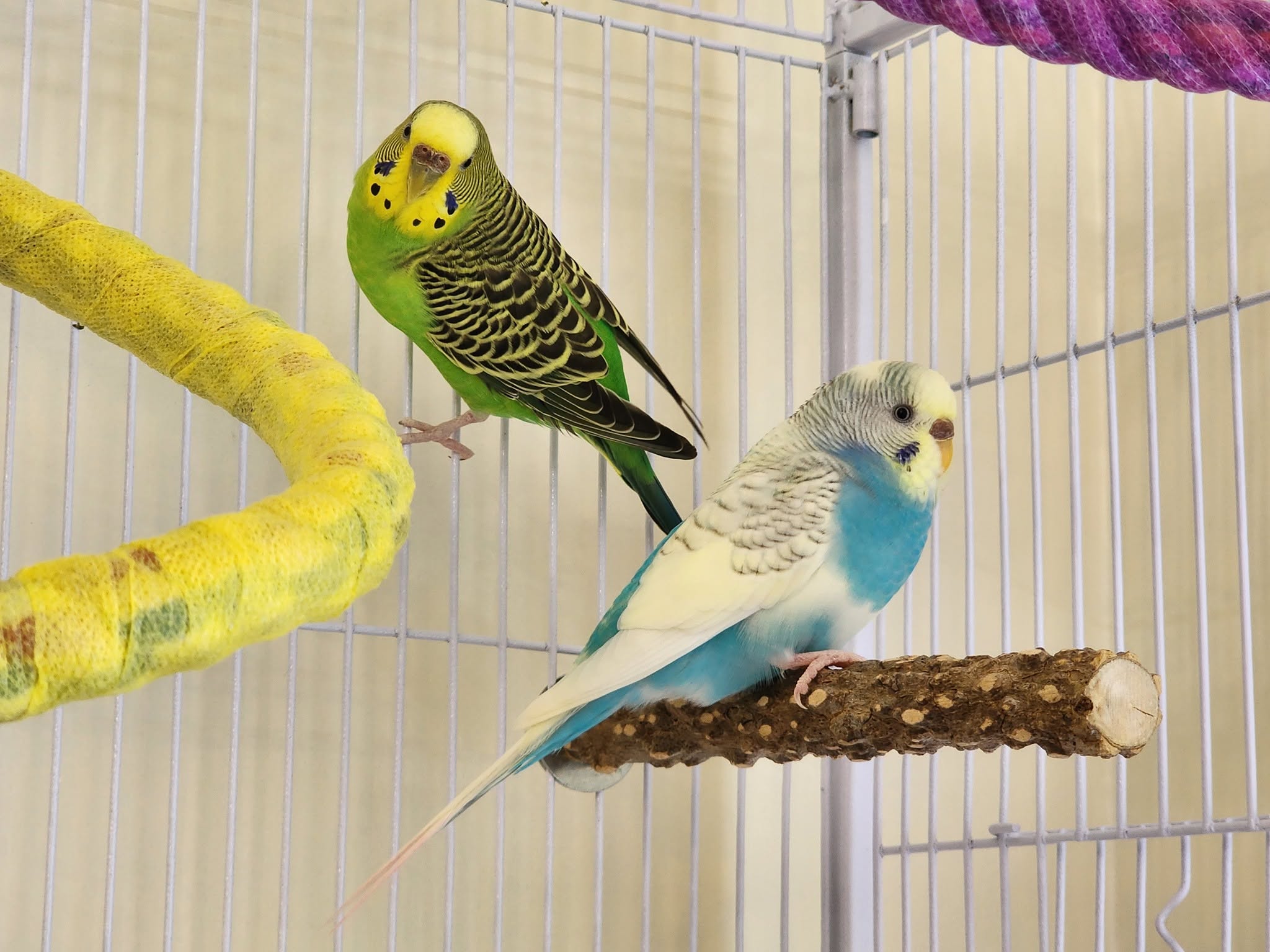 Pet bird biosecurity wild bird food water UK 