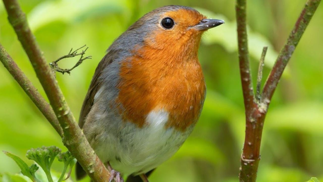 Pet bird heat stress UK heatwave 2026 emergency guide