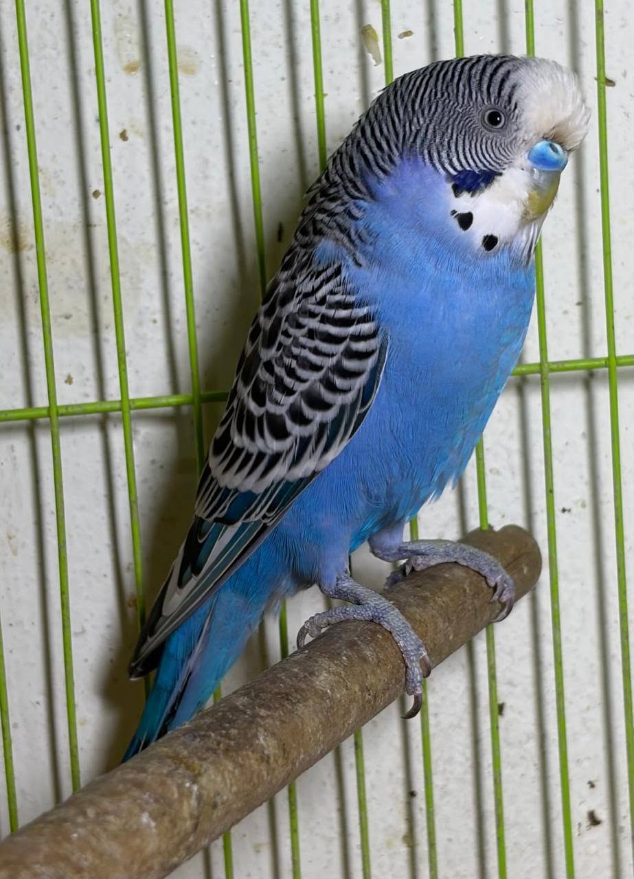 pet budgie indoor bird feeder disease risk UK