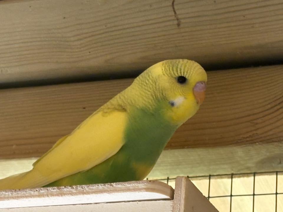 Pet shop budgie sale honest advice UK