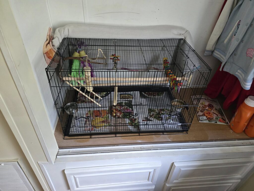 Properly set up budgie cage UK perches toys accessories