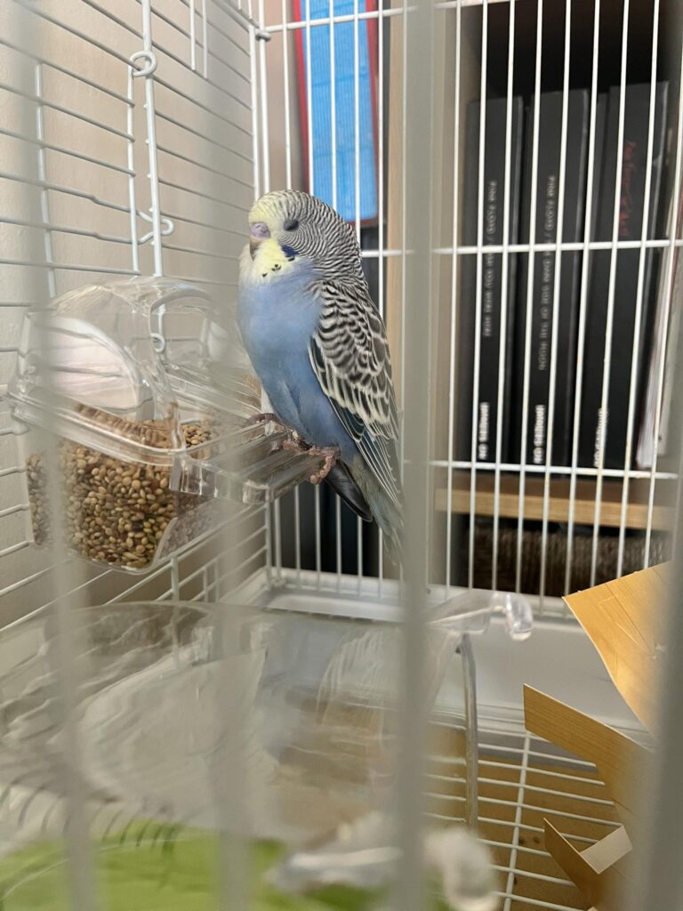 Quality UK budgie cage with stand owner choosing properly