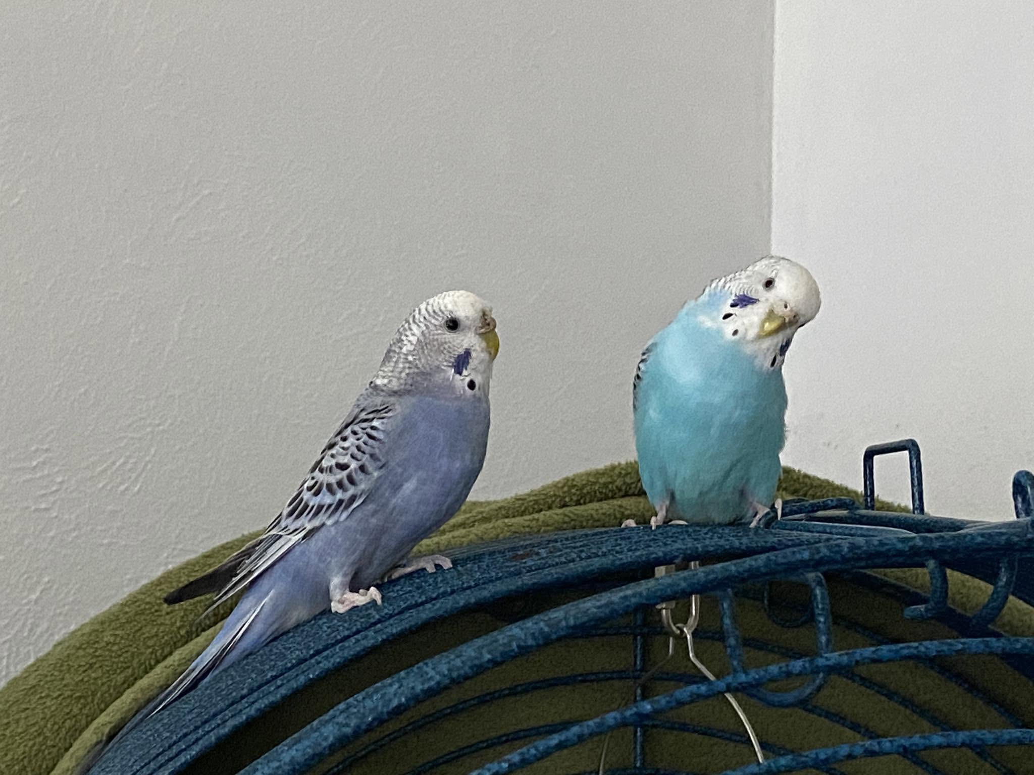 Quality budgie seed mix bulk bag UK pet bird