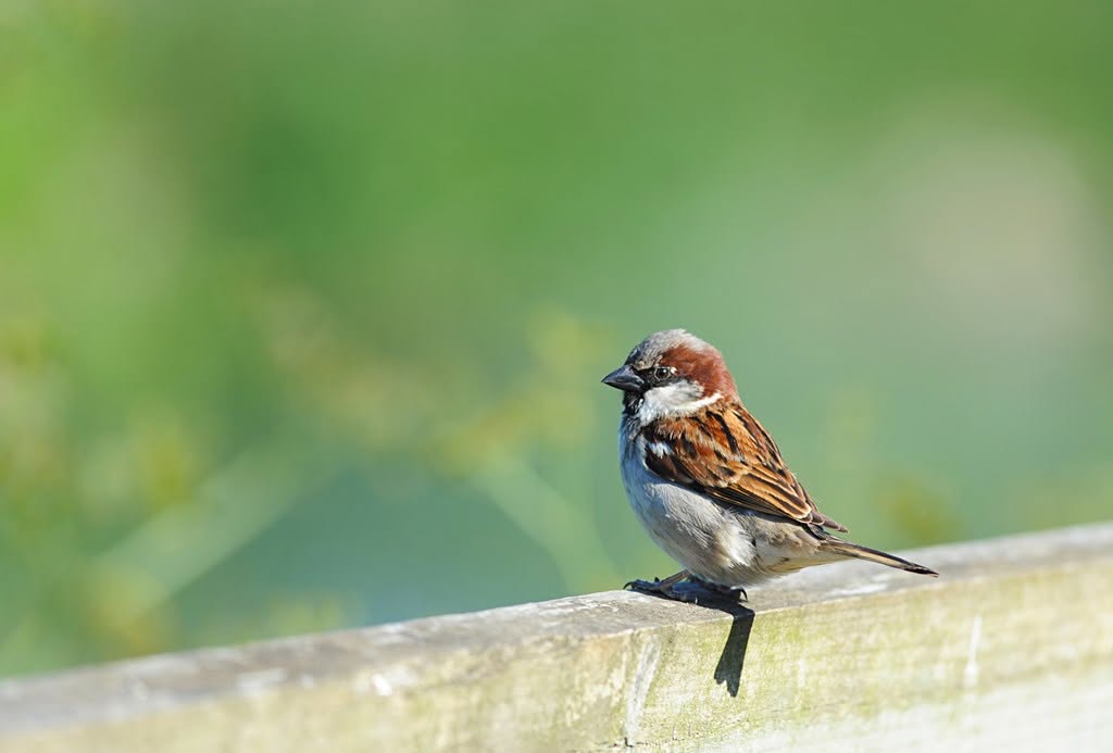 RSPB Big Garden Birdwatch 2026 UK 650000 people garden birds