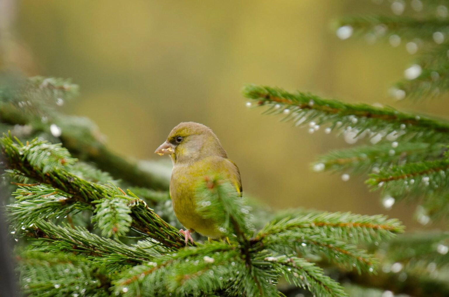 RSPB Has Changed Its Bird Feeding Advice for Summer 2026 — What It ...