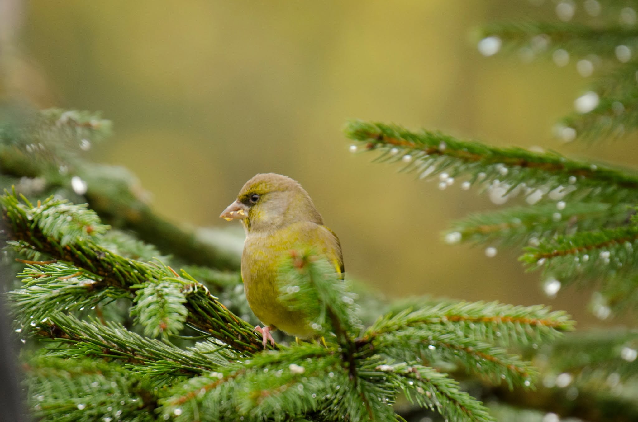 RSPB bird feeding advice summer 2026