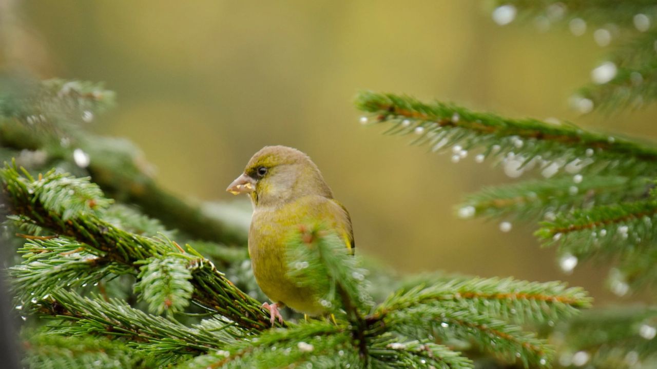 RSPB bird feeding advice summer 2026