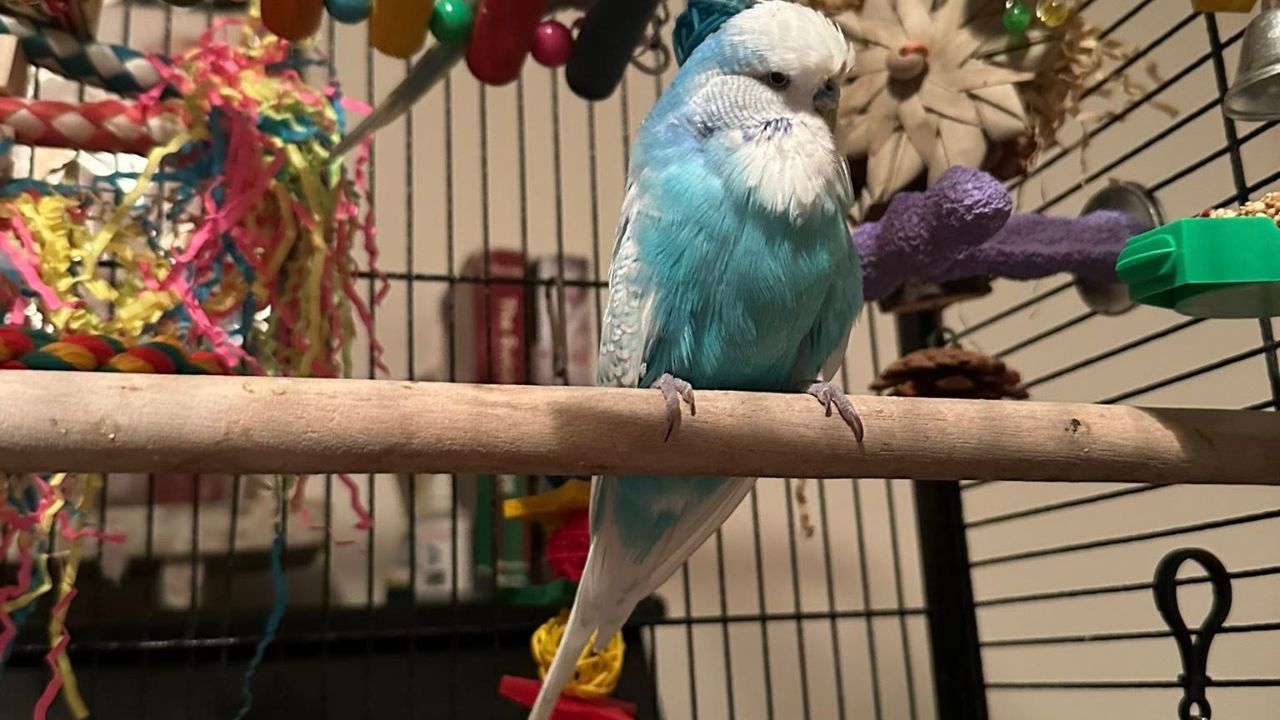 RSPB changed feeding advice what it means indoor pet birds