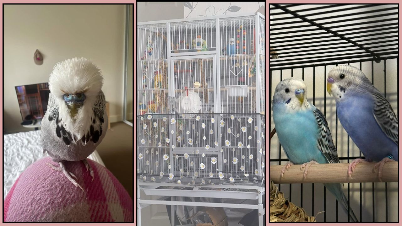 RSPB climate change indoor pet bird risk UK