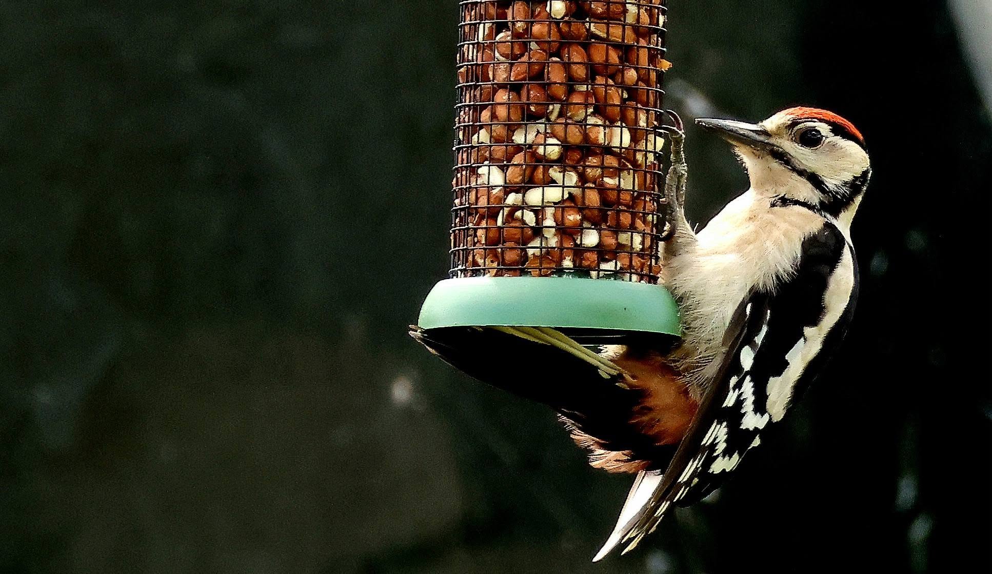 RSPB garden bird feeder summer indoor pet bird UK
